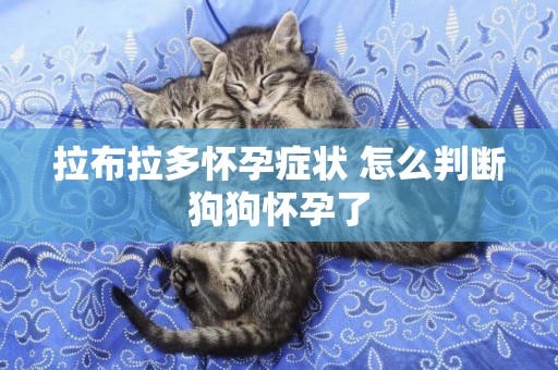 拉布拉多懷孕癥狀 怎么判斷狗狗懷孕了