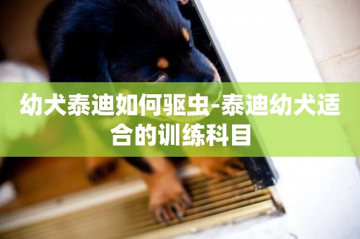 幼犬泰迪如何驅蟲-泰迪幼犬適合的訓練科目