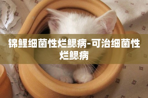 錦鯉細菌性爛鰓病-可治細菌性爛鰓病
