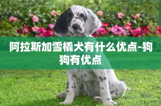 阿拉斯加雪橇犬有什么優點-狗狗有優點