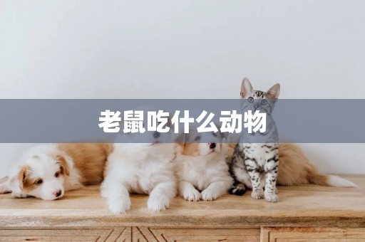 老鼠吃什么動物