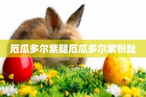厄瓜多爾紫腿厄瓜多爾紫粉趾