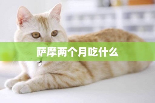 薩摩兩個月吃什么