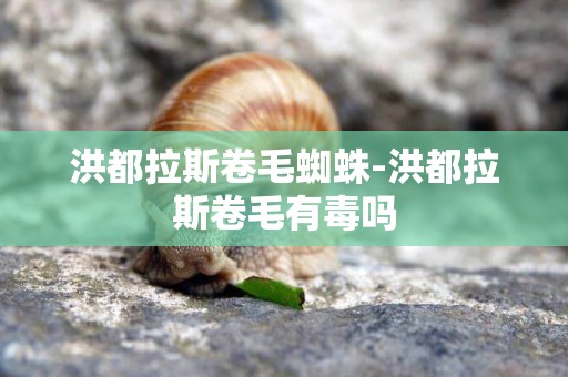 洪都拉斯卷毛蜘蛛-洪都拉斯卷毛有毒嗎