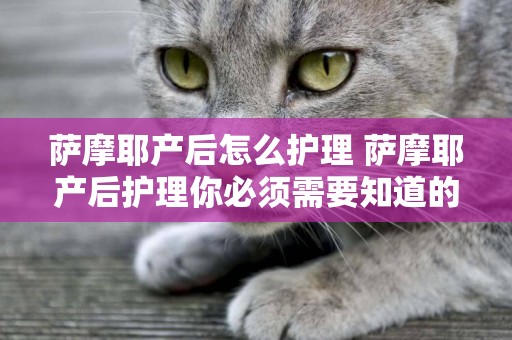 薩摩耶產后怎么護理 薩摩耶產后護理你必須需要知道的