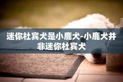 迷你杜賓犬是小鹿犬-小鹿犬并非迷你杜賓犬