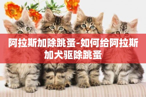 阿拉斯加除跳蚤-如何給阿拉斯加犬驅除跳蚤