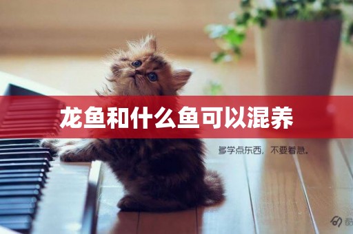 龍魚和什么魚可以混養
