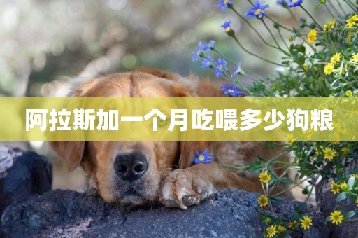 阿拉斯加一個月吃喂多少狗糧