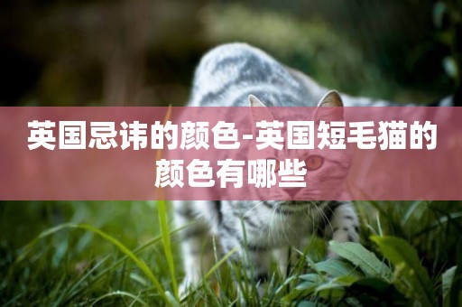 英國忌諱的顏色-英國短毛貓的顏色有哪些