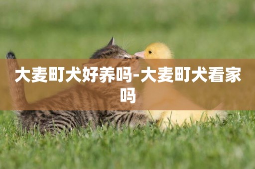 大麥町犬好養嗎-大麥町犬看家嗎