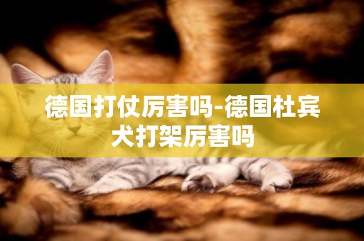 德國打仗厲害嗎-德國杜賓犬打架厲害嗎