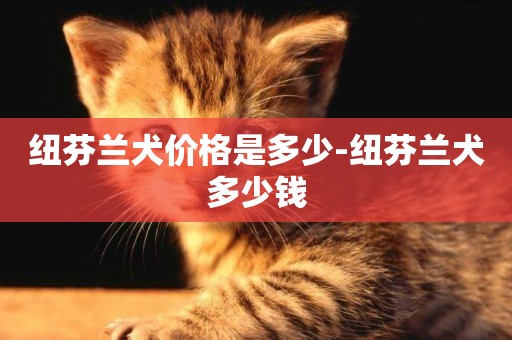 紐芬蘭犬價格是多少-紐芬蘭犬多少錢