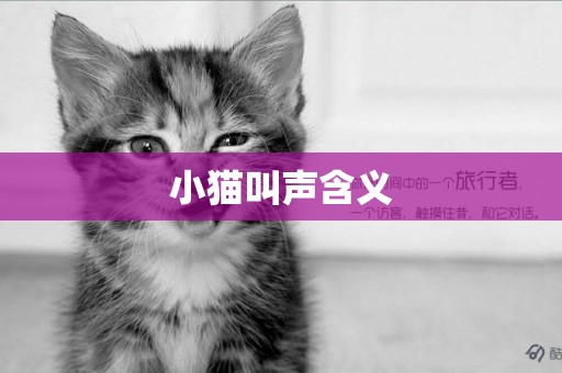 小貓叫聲含義