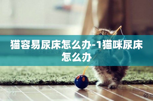 貓容易尿床怎么辦-1貓咪尿床怎么辦