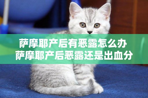 薩摩耶產后有惡露怎么辦 薩摩耶產后惡露還是出血分辨清楚