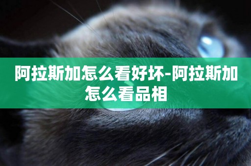 阿拉斯加怎么看好壞-阿拉斯加怎么看品相