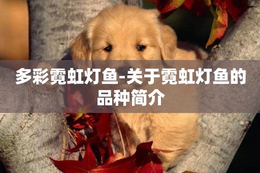 多彩霓虹燈魚-關于霓虹燈魚的品種簡介