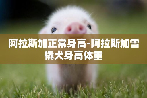 阿拉斯加正常身高-阿拉斯加雪橇犬身高體重