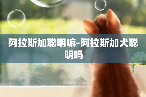 阿拉斯加聰明嘛-阿拉斯加犬聰明嗎