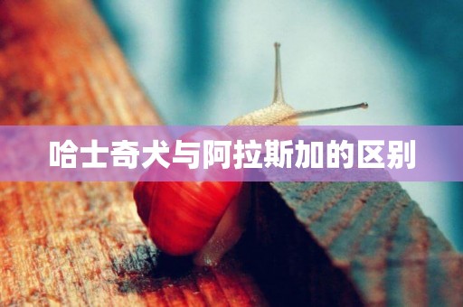 哈士奇犬與阿拉斯加的區別
