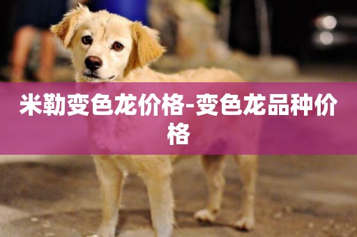 米勒變色龍價格-變色龍品種價格