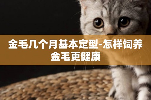 金毛幾個月基本定型-怎樣飼養金毛更健康
