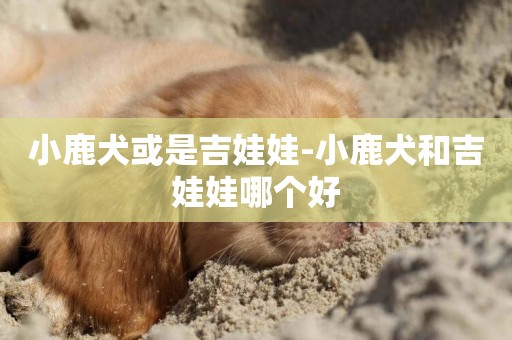 小鹿犬或是吉娃娃-小鹿犬和吉娃娃哪個好