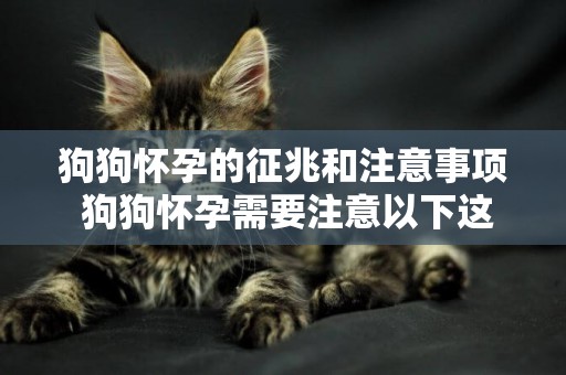 狗狗懷孕的征兆和注意事項 狗狗懷孕需要注意以下這些