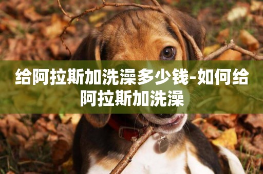 給阿拉斯加洗澡多少錢-如何給阿拉斯加洗澡
