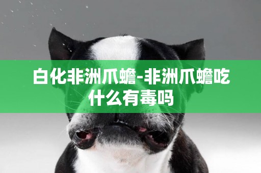 白化非洲爪蟾-非洲爪蟾吃什么有毒嗎