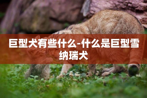 巨型犬有些什么-什么是巨型雪納瑞犬