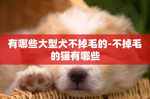 有哪些大型犬不掉毛的-不掉毛的貓有哪些