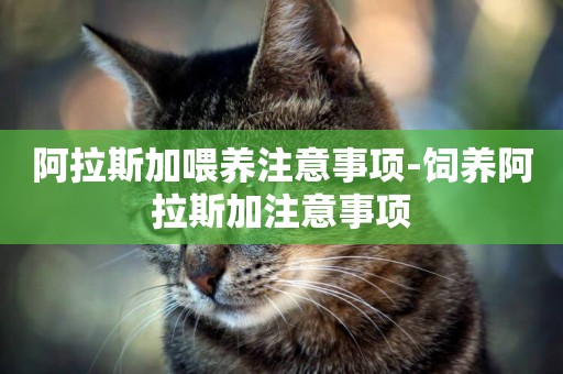 阿拉斯加喂養注意事項-飼養阿拉斯加注意事項