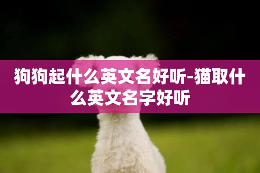 狗狗起什么英文名好聽-貓取什么英文名字好聽