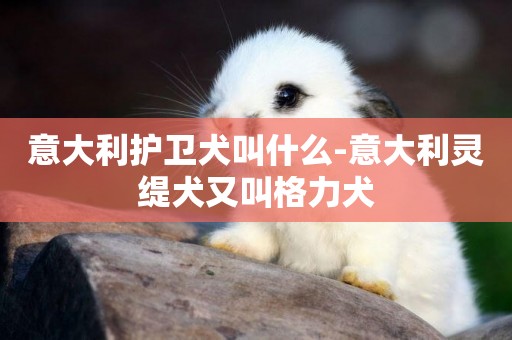 意大利護衛犬叫什么-意大利靈緹犬又叫格力犬