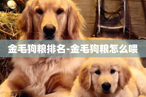 金毛狗糧排名-金毛狗糧怎么喂