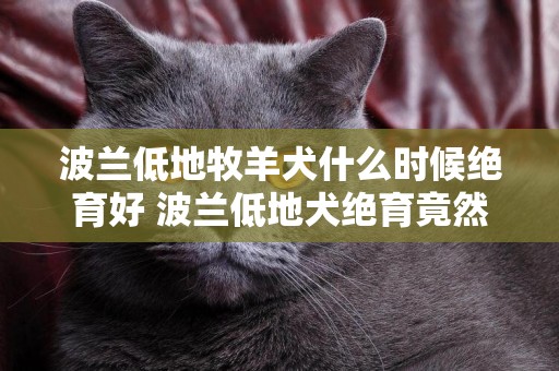 波蘭低地牧羊犬什么時候絕育好 波蘭低地犬絕育竟然