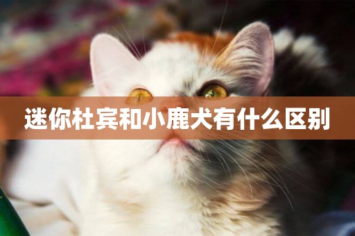 迷你杜賓和小鹿犬有什么區別