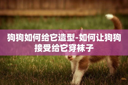 狗狗如何給它造型-如何讓狗狗接受給它穿襪子