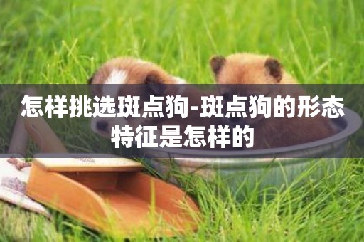 怎樣挑選斑點狗-斑點狗的形態特征是怎樣的