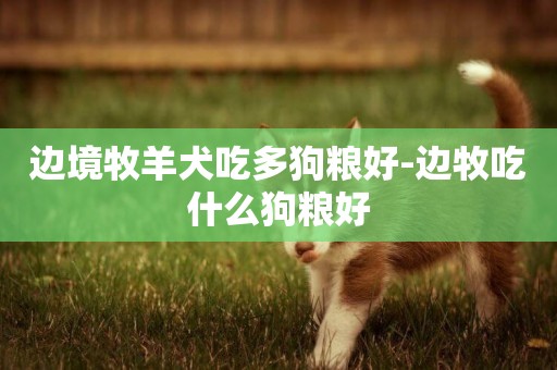 邊境牧羊犬吃多狗糧好-邊牧吃什么狗糧好