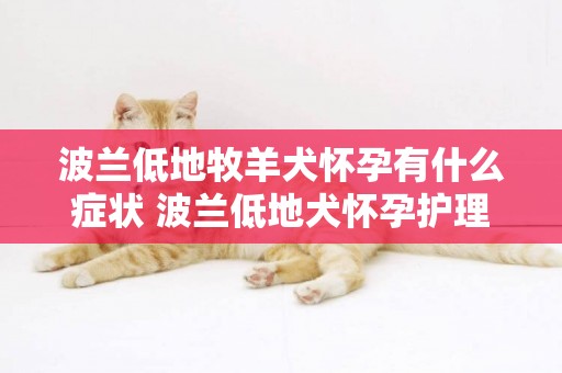 波蘭低地牧羊犬懷孕有什么癥狀 波蘭低地犬懷孕護理秘笈