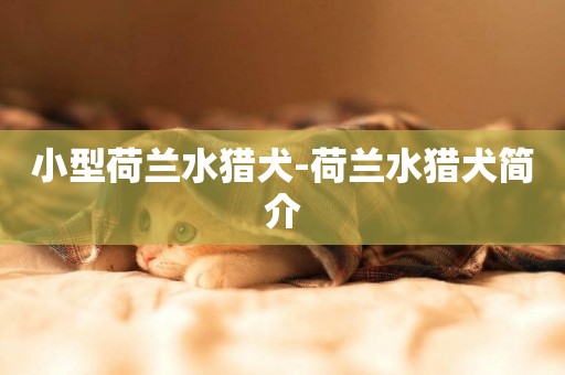 小型荷蘭水獵犬-荷蘭水獵犬簡介