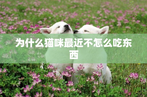 為什么貓咪最近不怎么吃東西
