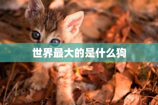 世界最大的是什么狗