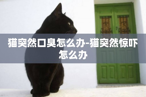 貓突然口臭怎么辦-貓突然驚嚇怎么辦