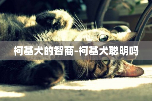 柯基犬的智商-柯基犬聰明嗎