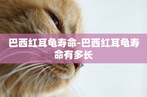 巴西紅耳龜壽命-巴西紅耳龜壽命有多長