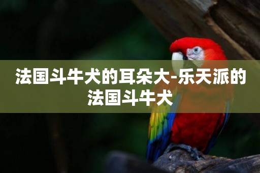 法國斗牛犬的耳朵大-樂天派的法國斗牛犬